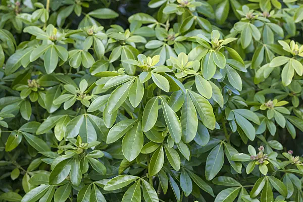 625154 - Mexican orange blossom (Choisya ternata)