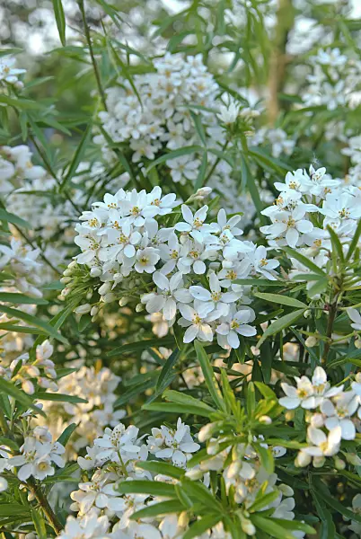 502147 - Mexican orange blossom (Choisya ternata 'Aztec Pearl' syn. Choisya x dewitteana 'Aztec Pearl')