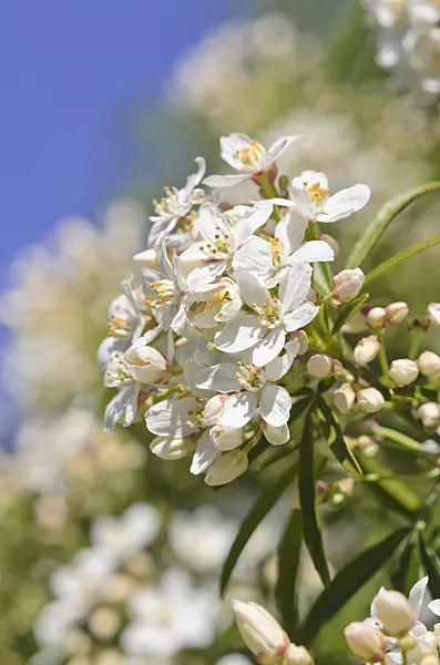 531165 - Mexican orange blossom (Choisya ternata 'Aztec Pearl' syn. Choisya x dewitteana 'Aztec Pearl')