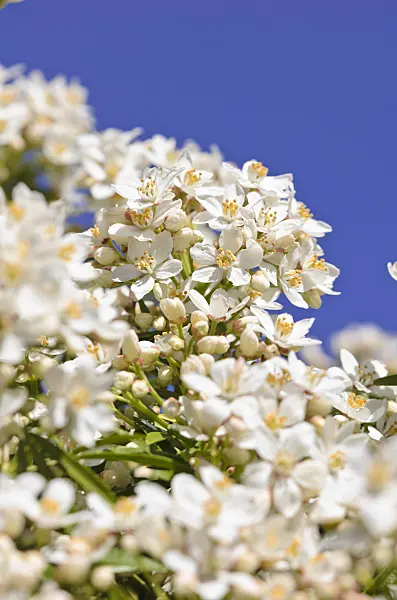 531166 - Mexican orange blossom (Choisya ternata 'Aztec Pearl' syn. Choisya x dewitteana 'Aztec Pearl')