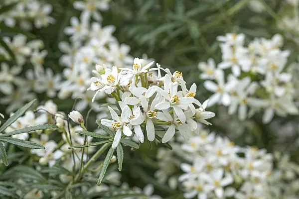 625158 - Mexican orange blossom (Choisya ternata 'White Dazzler' syn. Choisya x dewitteana 'White Dazzler')