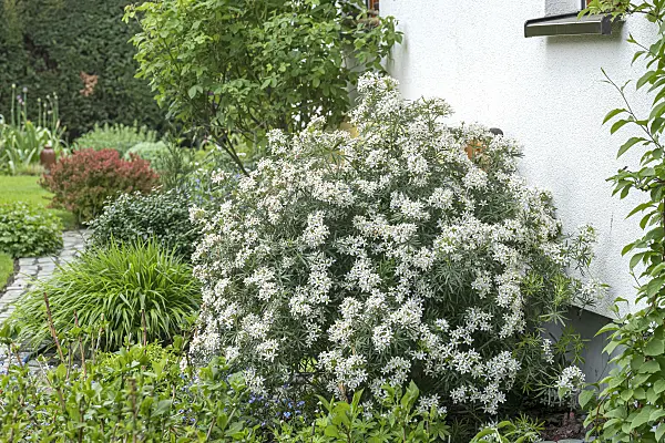 625159 - Mexican orange blossom (Choisya ternata 'White Dazzler' syn. Choisya x dewitteana 'White Dazzler')