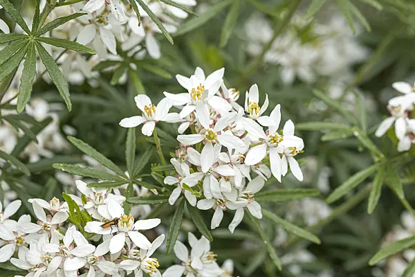 625160 - Mexican orange blossom (Choisya ternata 'White Dazzler' syn. Choisya x dewitteana 'White Dazzler')