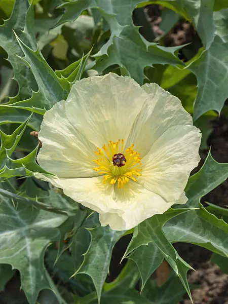 405057 - Mexican prickly poppy (Argemone mexicana)