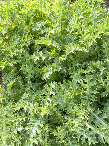 438276 - Mexican prickly poppy (Argemone mexicana)