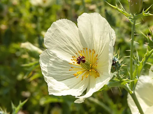 439372 - Mexican prickly poppy (Argemone mexicana)