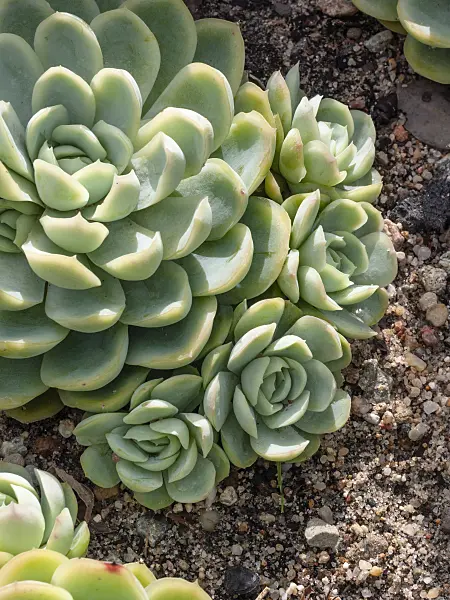 404077 - Mexican snow ball (Echeveria elegans)