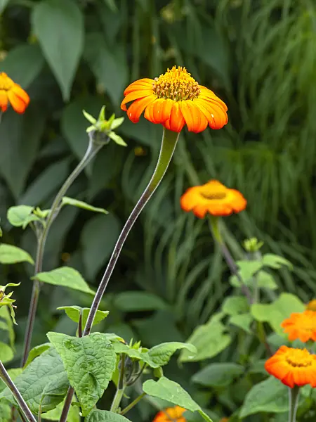 441025 - Mexican sunflower (Tithonia rotundifolia)
