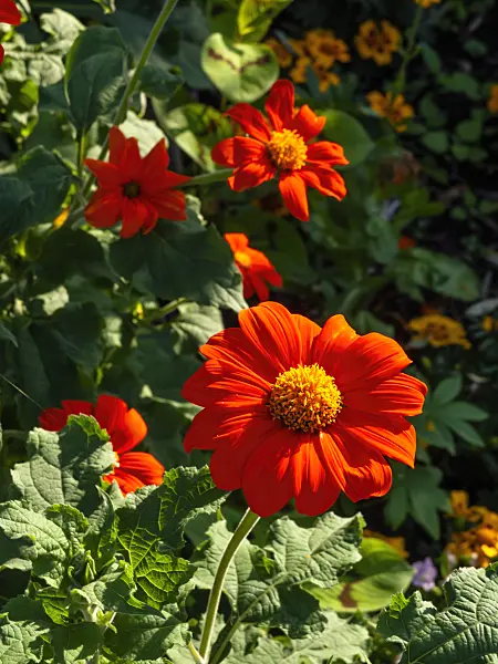 463011 - Mexican sunflower (Tithonia rotundifolia)