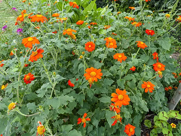 463041 - Mexican sunflower (Tithonia rotundifolia)
