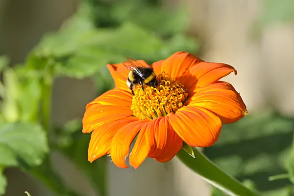 474407 - Mexican sunflower (Tithonia rotundifolia)