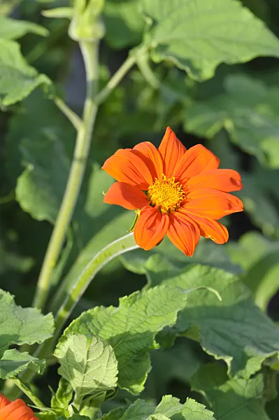 474408 - Mexican sunflower (Tithonia rotundifolia)