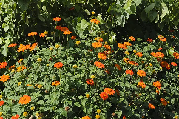 476031 - Mexican sunflower (Tithonia rotundifolia)