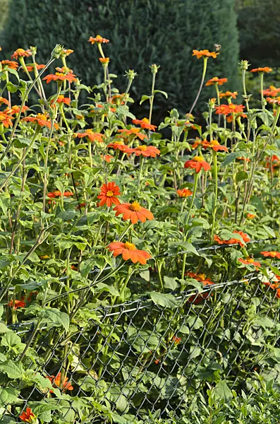 523078 - Mexican sunflower (Tithonia rotundifolia)
