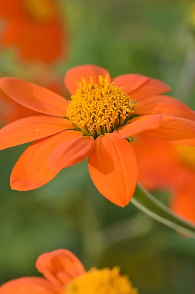 523189 - Mexican sunflower (Tithonia rotundifolia)