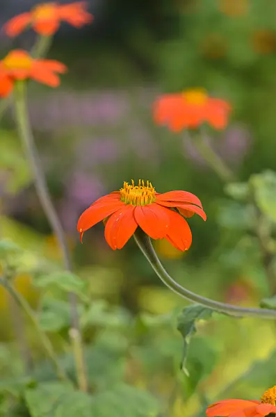 523190 - Mexican sunflower (Tithonia rotundifolia)