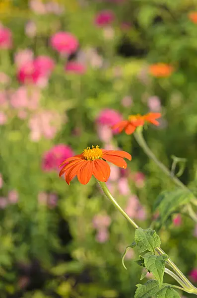 523191 - Mexican sunflower (Tithonia rotundifolia)