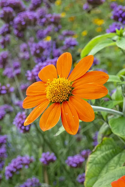 625015 - Mexican sunflower (Tithonia rotundifolia)