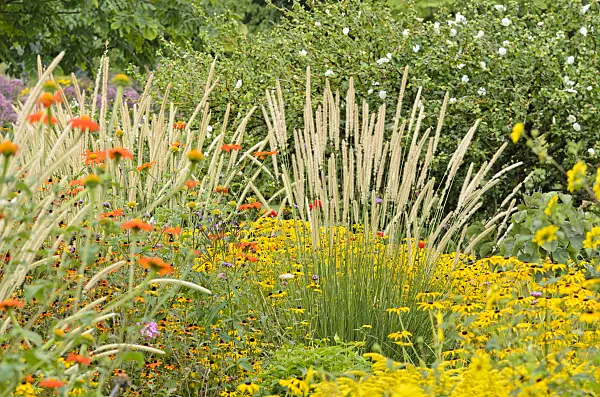 535110 - Mexican sunflower (Tithonia rotundifolia), African feather grass (Pennisetum macrourum 'White Lancer') and orange cone flower (Rudbeckia fulgida)