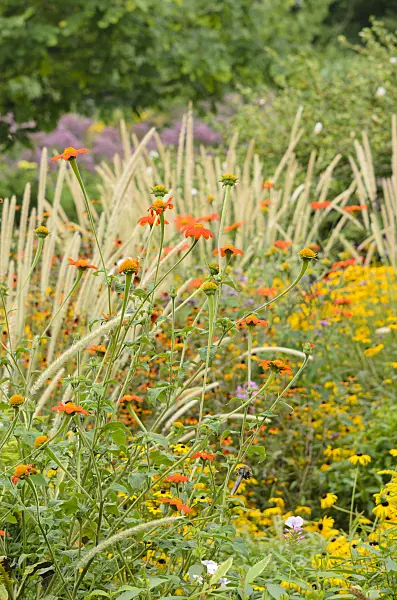 535109 - Mexican sunflower (Tithonia rotundifolia) and African feather grass (Pennisetum macrourum 'White Lancer')