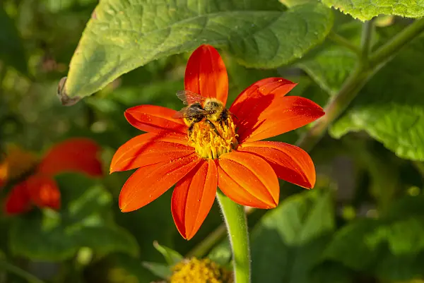 625021 - Mexican sunflower (Tithonia rotundifolia) and bumble bee (Bombus)