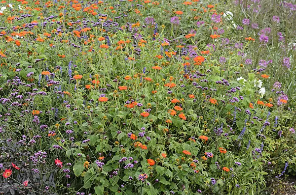 535158 - Mexican sunflower (Tithonia rotundifolia 'Gold Finger') and purpletop vervain (Verbena bonariensis)