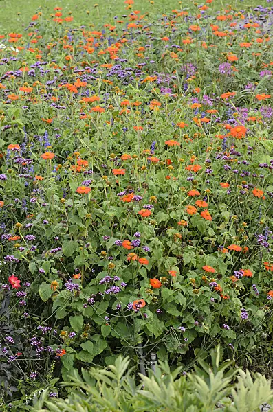 535159 - Mexican sunflower (Tithonia rotundifolia 'Gold Finger') and purpletop vervain (Verbena bonariensis)