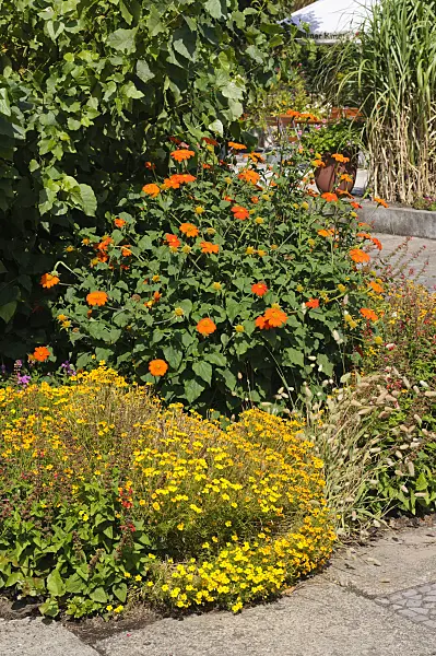 476032 - Mexican sunflowers (Tithonia rotundifolia) and marigolds (Tagetes)