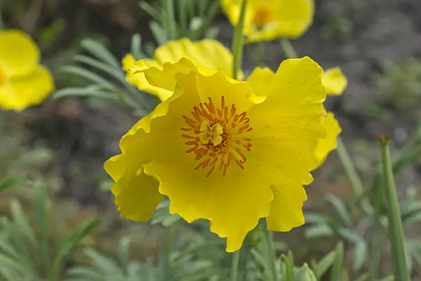 559145 - Mexican tulip poppy (Hunnemannia fumariifolia)