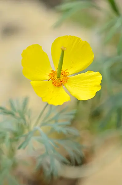 572003 - Mexican tulip poppy (Hunnemannia fumariifolia)