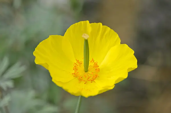 572004 - Mexican tulip poppy (Hunnemannia fumariifolia)