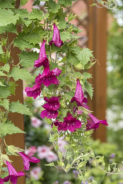 625252 - Mexican twist (Lophospermum)