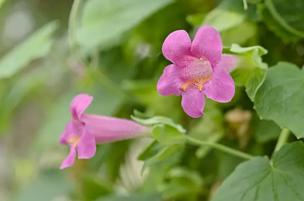 572017 - Mexican twist (Lophospermum erubescens)