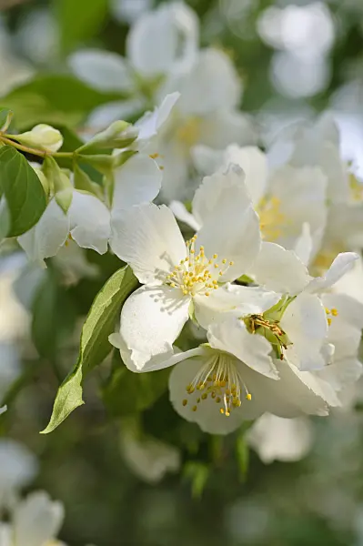 473057 - Mexikanischer Pfeifenstrauch (Philadelphus mexicanus)
