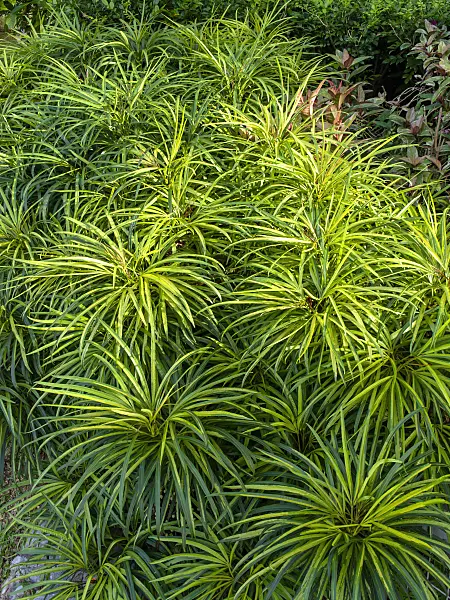 434089 - Miagos bush (Osmoxylon lineare)