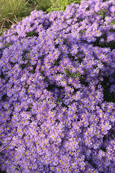 489094 - Michaelmas daisy (Aster novi-belgii 'Blütenmeer')