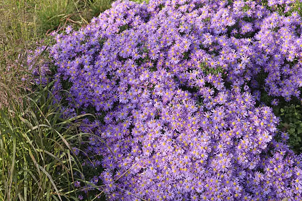 489095 - Michaelmas daisy (Aster novi-belgii 'Blütenmeer')