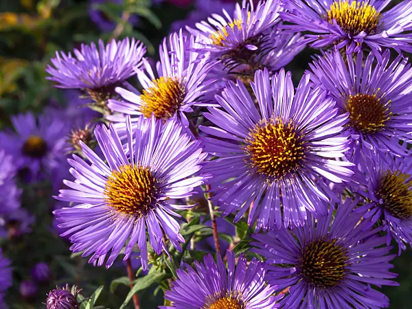 465192 - Michaelmas daisy (Aster novi-belgii 'Bonningdale')