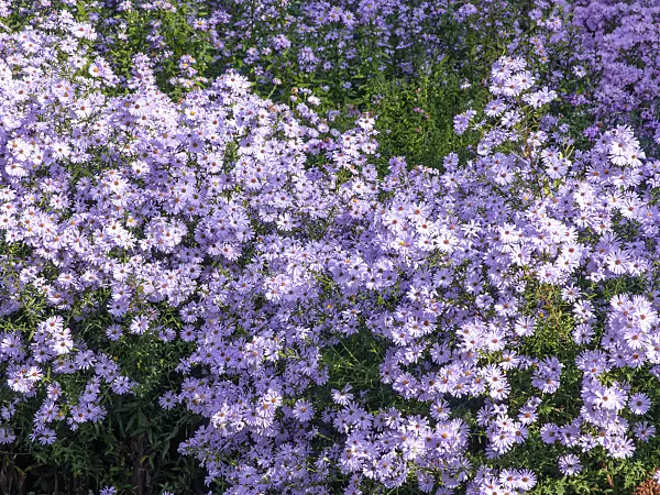 442093 - Michaelmas daisy (Aster novi-belgii 'Brigitte')