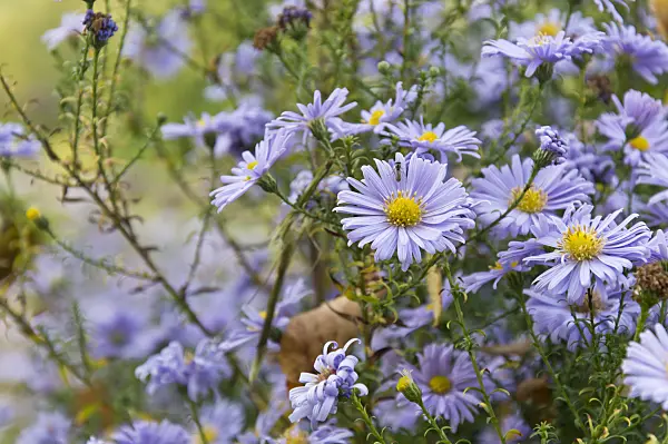 513041 - Michaelmas daisy (Aster novi-belgii 'Brigitte')