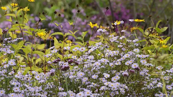 513047 - Michaelmas daisy (Aster novi-belgii 'Brigitte')