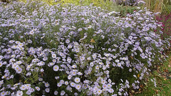 513048 - Michaelmas daisy (Aster novi-belgii 'Brigitte')