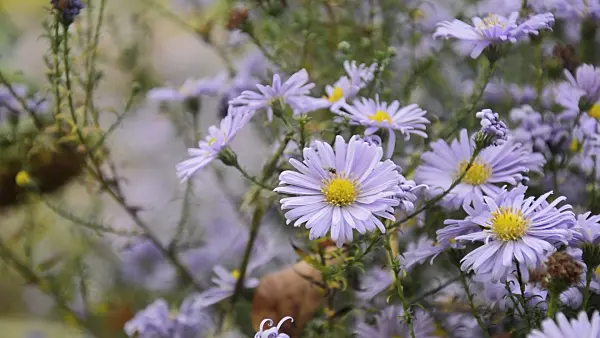 513049 - Michaelmas daisy (Aster novi-belgii 'Brigitte')