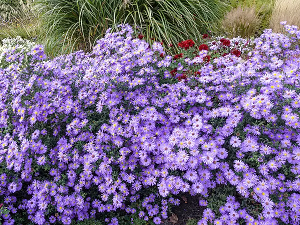 465229 - Michaelmas daisy (Aster novi-belgii 'Dauerblau')