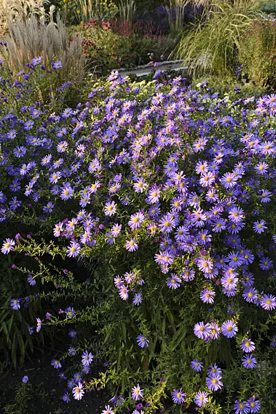 489058 - Michaelmas daisy (Aster novi-belgii 'Dauerblau')