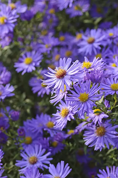 489107 - Michaelmas daisy (Aster novi-belgii 'Dauerblau')