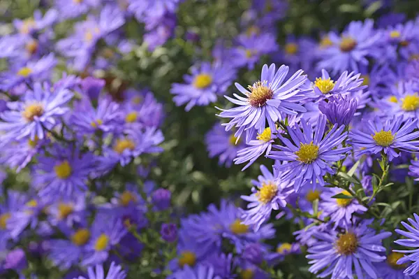 489108 - Michaelmas daisy (Aster novi-belgii 'Dauerblau')