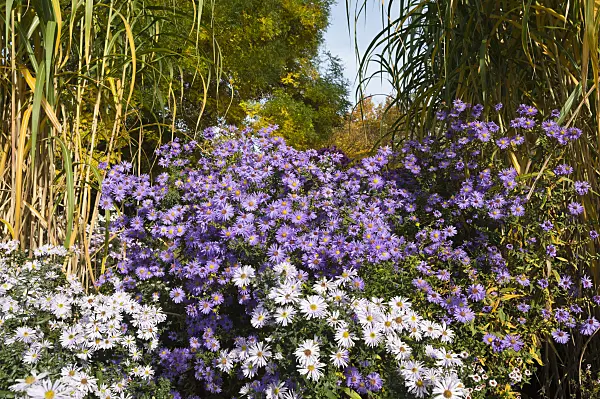 513083 - Michaelmas daisy (Aster novi-belgii 'Dauerblau') and giant silver grass (Miscanthus x giganteus)