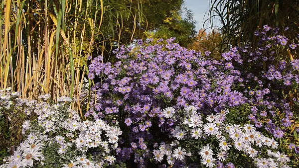 513096 - Michaelmas daisy (Aster novi-belgii 'Dauerblau') and giant silver grass (Miscanthus x giganteus)