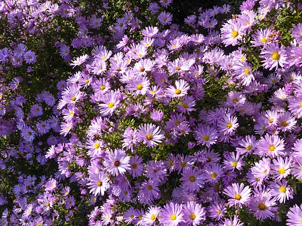 430103 - Michaelmas daisy (Aster novi-belgii 'Rosenhügel')